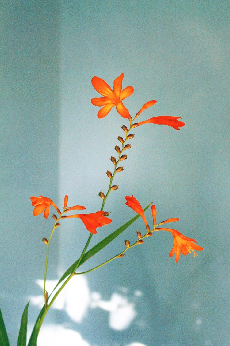 Sid White-Jones - Still Life 2 - Image 2